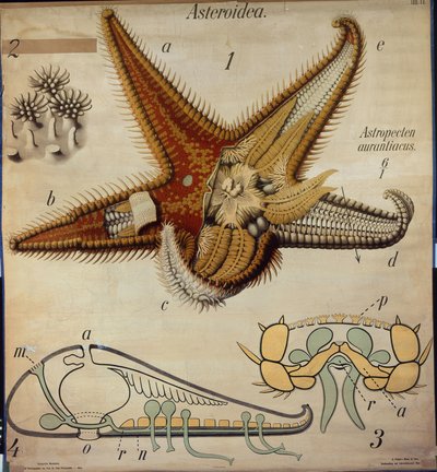 Astropecten, No. 11, Pfurtscheller